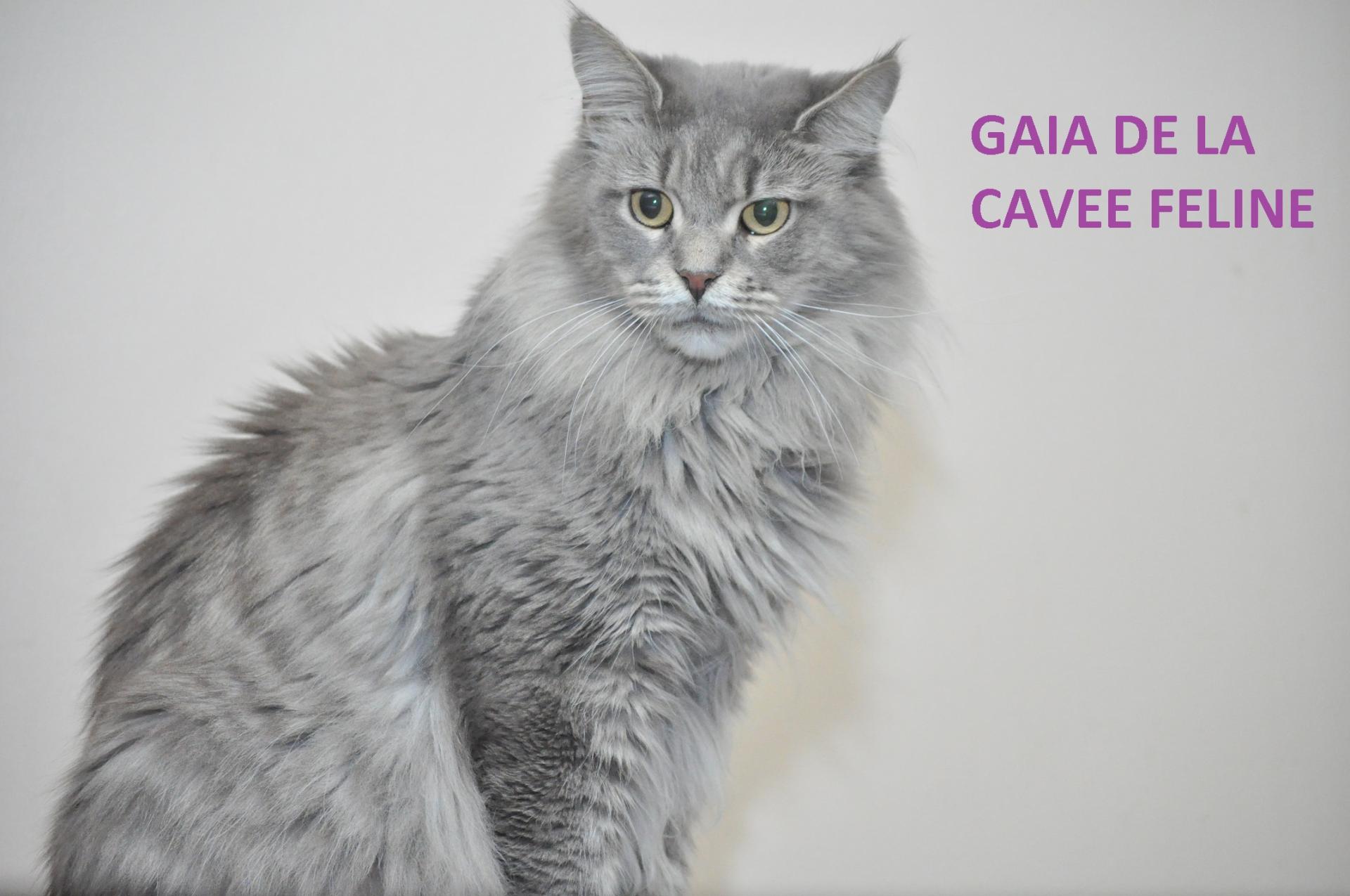 GAIA